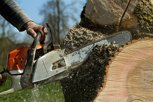 Large Tree Removal in Burnettown, SC